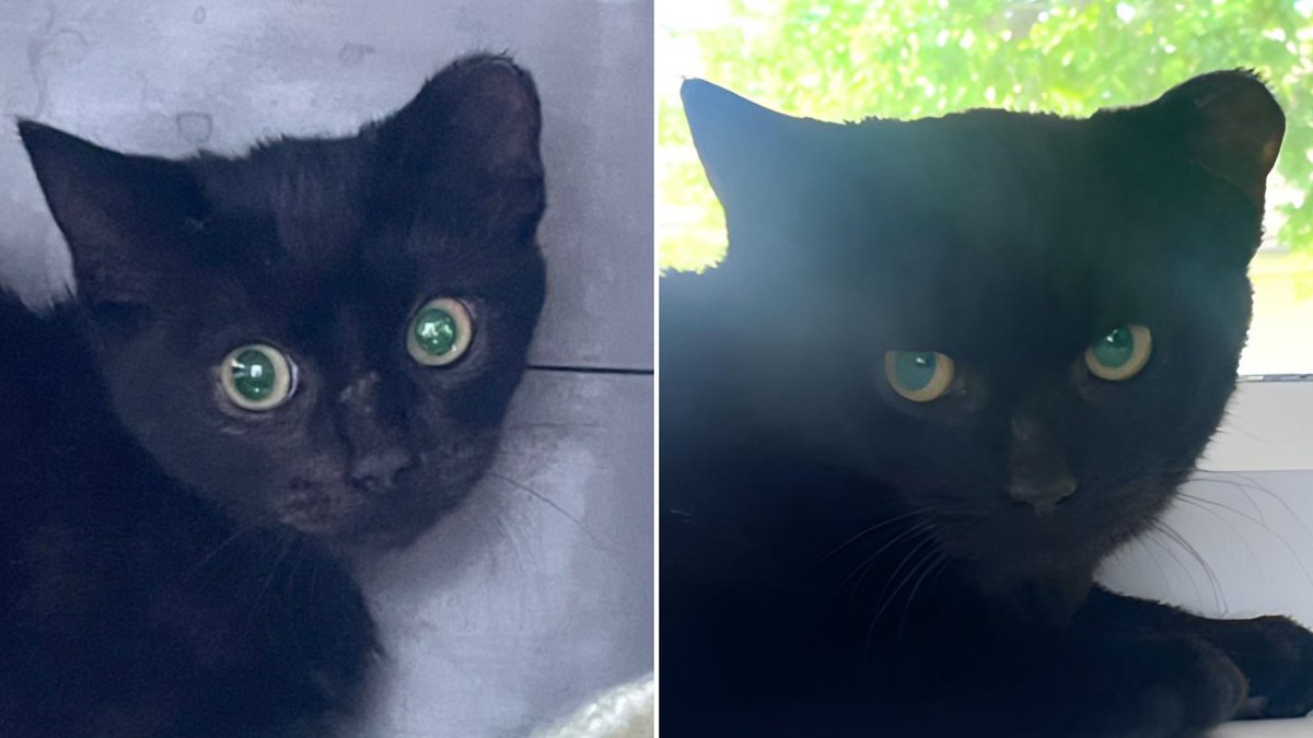 RSPCA (England & Wales) (@rspca_official) on Twitter photo Clover and Corey came from a home with over 50 cats, missing out on early human interaction.
They are nervous of people, so they're looking for a secure outbuilding where they can live an independent life on their own terms 🐈⬛
Apply to <a href="/RSPCA_TheArk/">Stubbington Ark, RSPCA Solent branch</a>: bit.ly/4dExsGZ Clover and Corey came from a home with over 50 cats, missing out on early human interaction.
They are nervous of people, so they're looking for a secure outbuilding where they can live an independent life on their own terms 🐈⬛
Apply to <a href="/RSPCA_TheArk/">Stubbington Ark, RSPCA Solent branch</a>: bit.ly/4dExsGZ