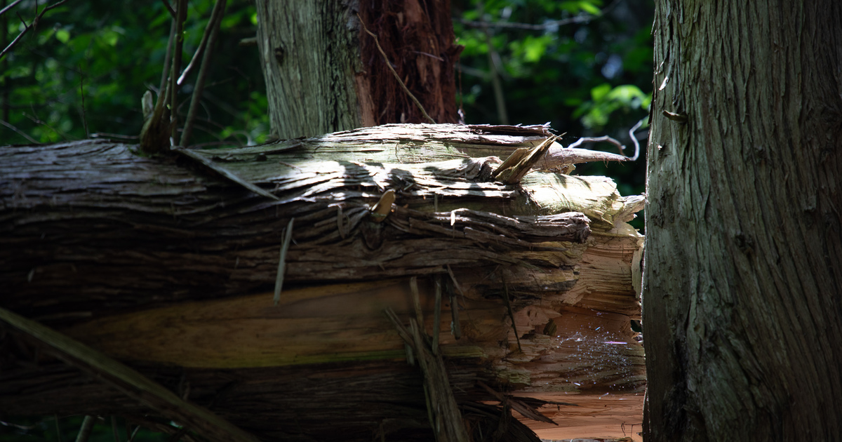 YorkRegionGovt's tweet photo. Ever wonder about #FallenTrees in the #YorkRegionalForest after a storm? If not a safety risk, they stay! ✨ It's #ForestMagic - food and homes for insects, birds and mammals and nutrients for the soil. Always stay on #trails and leave nature be. https://t.co/d3BCOpeWdV https://t.co/njtXls835F