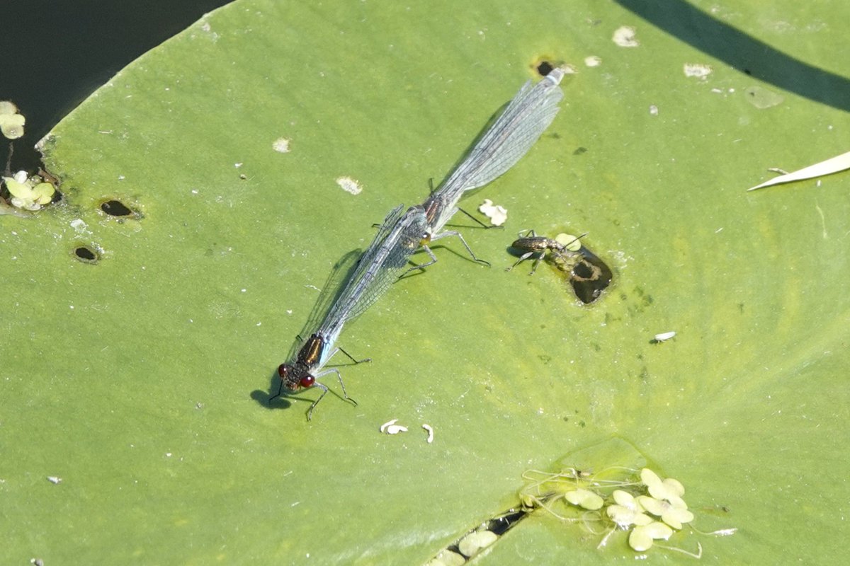 lorraine (@lorrainebirder) on Twitter photo So many dragonflies and damselflies@RSPBHamWall and Shapwick Heath <a href="/AvalonMarshes/">Avalon Marshes</a> today. Here's a four spotted chaser, scarce chaser and a red eyed damselfly.
<a href="/BDSdragonflies/">British Dragonfly Society</a> <a href="/Natures_Voice/">RSPB</a> So many dragonflies and damselflies@RSPBHamWall and Shapwick Heath <a href="/AvalonMarshes/">Avalon Marshes</a> today. Here's a four spotted chaser, scarce chaser and a red eyed damselfly.
<a href="/BDSdragonflies/">British Dragonfly Society</a> <a href="/Natures_Voice/">RSPB</a>
