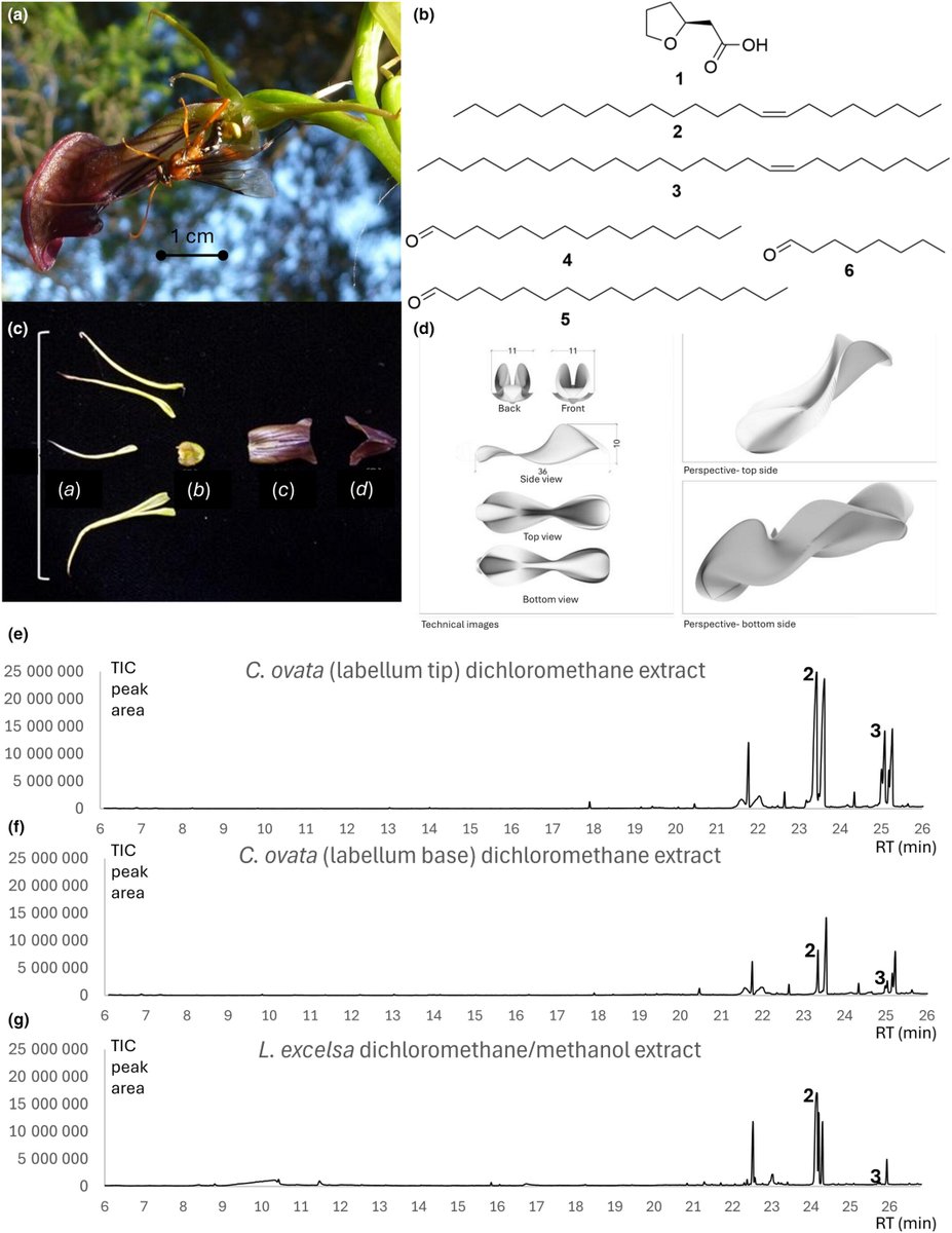 New Phytologist (@newphyt) on Twitter photo #Pollination by sexual deception via pro-pheromone mimicry?
A #Letter by Phillips et al.
👇
📖 nph.onlinelibrary.wiley.com/doi/10.1111/np…
#LatestIssue <a href="/wileyplantsci/">Wiley Plant Science</a> #Pollination by sexual deception via pro-pheromone mimicry?
A #Letter by Phillips et al.
👇
📖 nph.onlinelibrary.wiley.com/doi/10.1111/np…
#LatestIssue <a href="/wileyplantsci/">Wiley Plant Science</a>