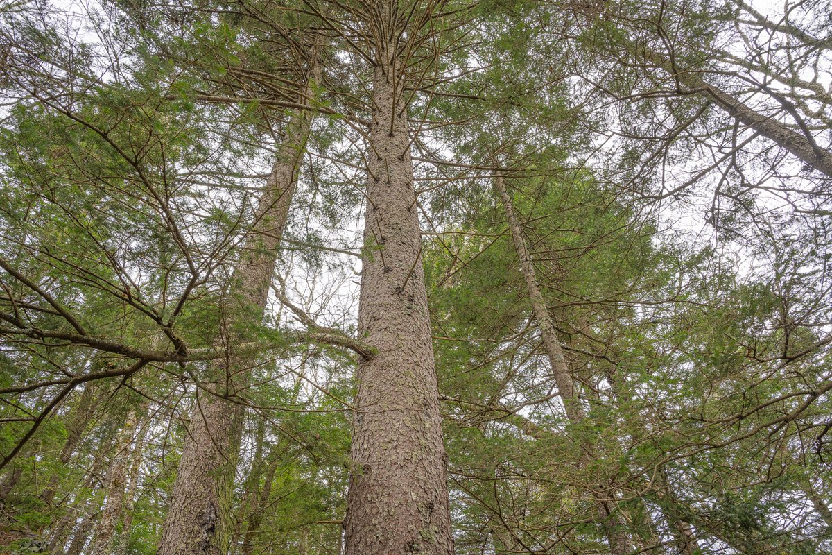 Red spruce (Picea rubens) is in its rebound era. ✨🌲📈 Climate sensitivity, overharvesting and slash-burning have greatly reduced red spruce range and abundance. To help restore red spruce populations, DOF is growing seedlings at its nurseries to plant at state forests.