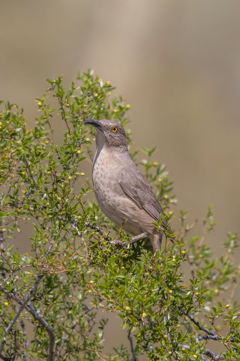 Curve-billed Thrasher, Arizona #birdphotography #BirdsOfTwitter #birdwatching #BBCWildlifePOTD #nature #NaturePhotography #wildlifephotography #wildlife #TwitterNatureCommunity #twitterbirds #BirdTwitter #naturelovers #BirdsSeenIn2025 #BirdsOfX #NatureLovers #natureworld
