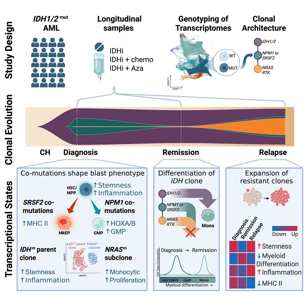 Maria Sirenko (@mariasirenko) on Twitter photo Delighted to share our study out in <a href="/CellStemCell/">Cell Stem Cell</a> today from the dream team <a href="/PapaemmanuilLab/">Elli Papaemmanuil, PhD</a> <a href="/iannisaifantis1/">Iannis Aifantis</a> <a href="/AkEisfeld/">AK Eisfeld</a> <a href="/landau_lab/">Dan Landau</a>!
We profiled IDH-mutated AML patients to define how IDH and co-mutations shape the disease at baseline and responses to IDH-inhibitors.
🧵👇 Delighted to share our study out in <a href="/CellStemCell/">Cell Stem Cell</a> today from the dream team <a href="/PapaemmanuilLab/">Elli Papaemmanuil, PhD</a> <a href="/iannisaifantis1/">Iannis Aifantis</a> <a href="/AkEisfeld/">AK Eisfeld</a> <a href="/landau_lab/">Dan Landau</a>!
We profiled IDH-mutated AML patients to define how IDH and co-mutations shape the disease at baseline and responses to IDH-inhibitors.
🧵👇