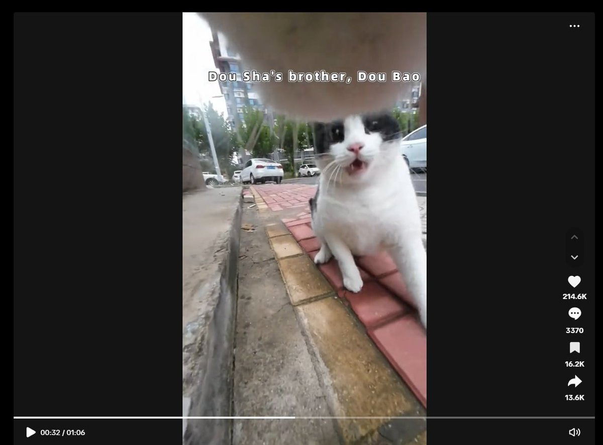 $King is an absolute monster, was trying to think of other animals similar nature. 

And i remembered maxwell the cat, basically goes around fighting etc. 

Cat literally goes around wasting other cats

tiktok.com/@doushabao2cat…

H84qihes12nVQarr8rzmw87hDXUbHtFKRm5joBcbpump