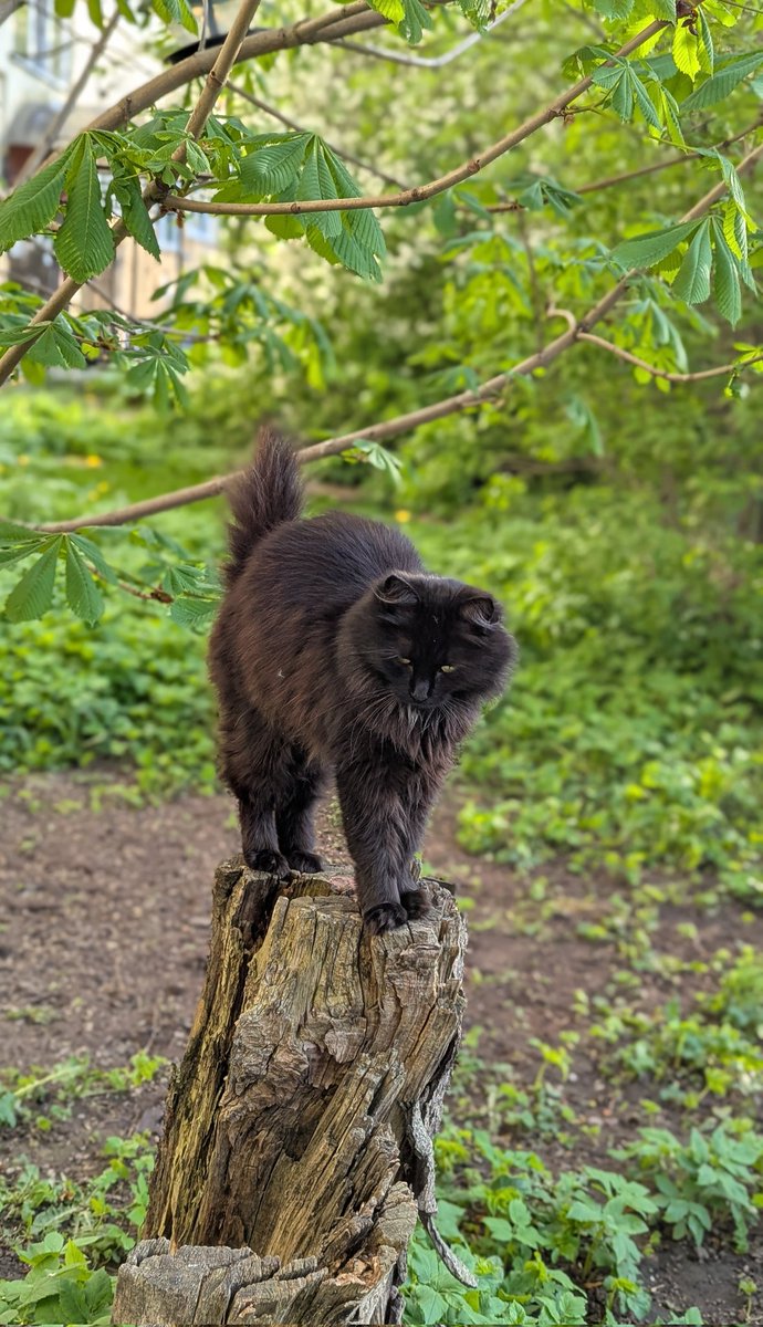 День говно, поэтому смотрите на прекрасную Матрёшку, маму Пуха.
Она теперь стережет кормушку птичек. Видимо, что б те не переедали)))
А.с. если кто в Питере хотел себе в дачный дом (но постоянного проживания) кошочку-мышеловку - пишите. Она отличная охотница, стерильна.