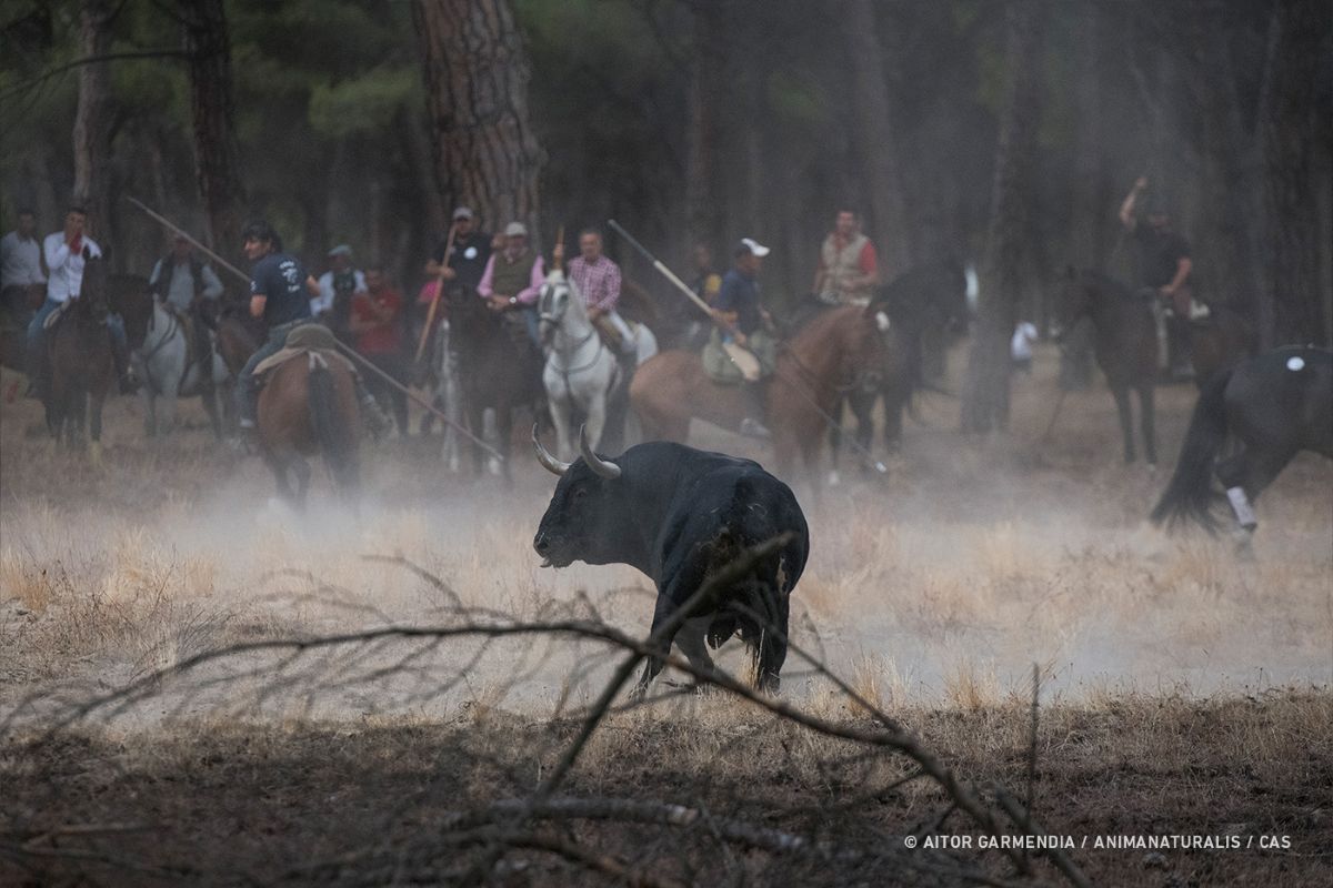 Goed nieuws uit Spanje! Het Hooggerechtshof van Castilië en León heeft opnieuw een streep gezet door het wrede stierenfeest Toro de la Vega.

cas-international.org/nieuws/verbod-…