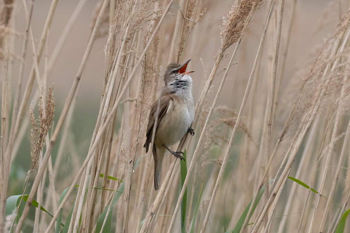 dave_b_james's tweet image. I popped into Cambridgeshire today to look for the Great Reed Warbler at RSPB Ouse Fen. What a great bird! The other wildlife at the reserve didn't disappoint either!
