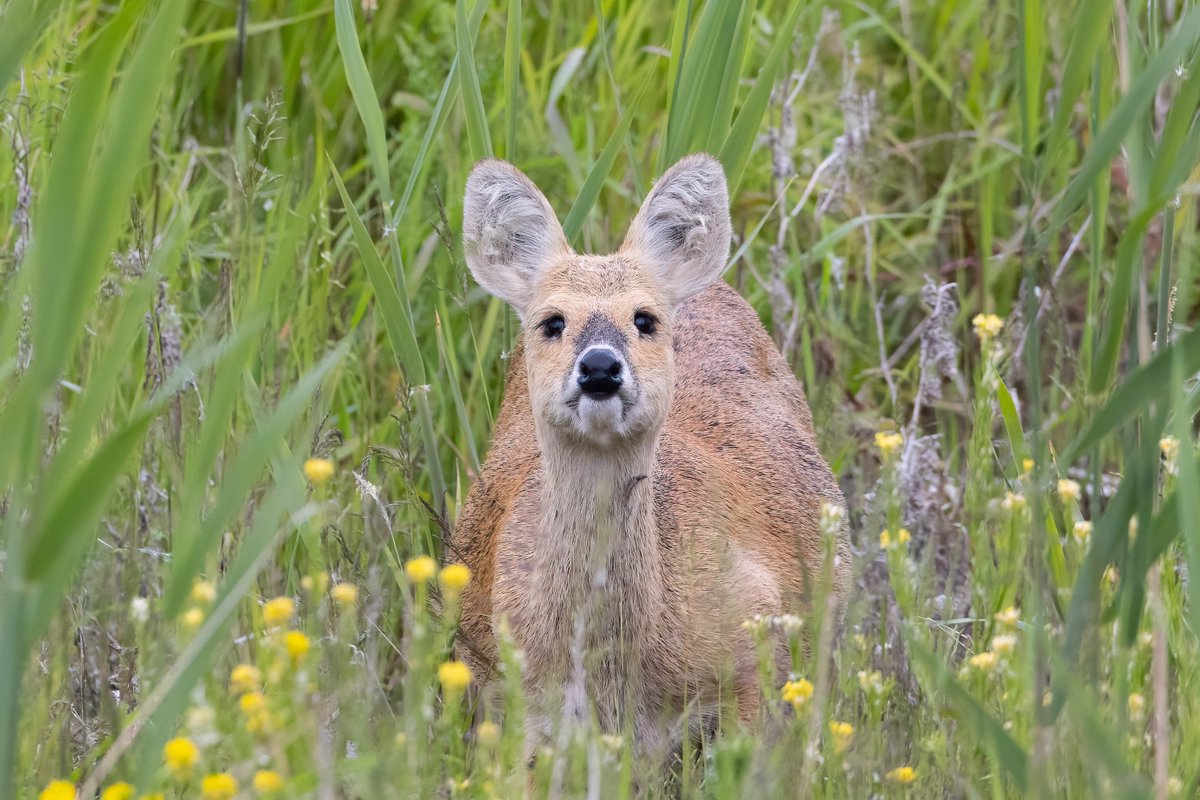 dave_b_james's tweet image. I popped into Cambridgeshire today to look for the Great Reed Warbler at RSPB Ouse Fen. What a great bird! The other wildlife at the reserve didn't disappoint either!