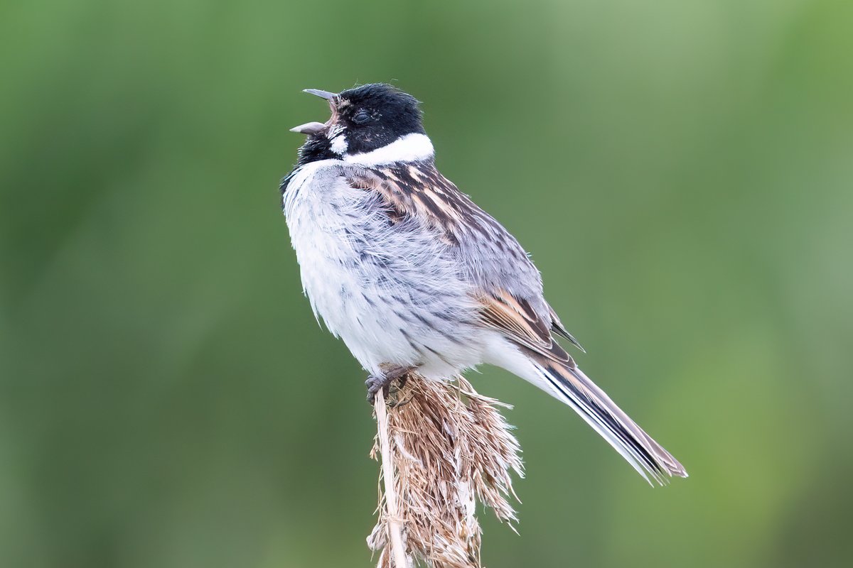 dave_b_james's tweet image. I popped into Cambridgeshire today to look for the Great Reed Warbler at RSPB Ouse Fen. What a great bird! The other wildlife at the reserve didn't disappoint either!