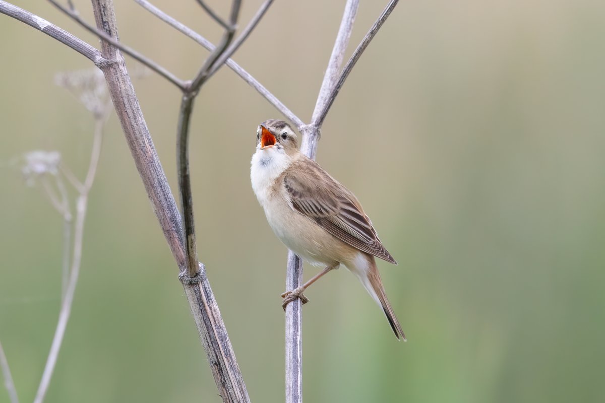 dave_b_james's tweet image. I popped into Cambridgeshire today to look for the Great Reed Warbler at RSPB Ouse Fen. What a great bird! The other wildlife at the reserve didn't disappoint either!
