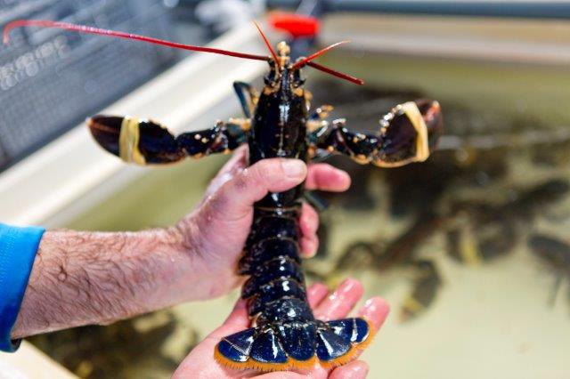 SFPA issues reminder to recreational fishers on regulations regarding Crab and Lobster fishing

sfpa.ie/Portals/0/Pres…