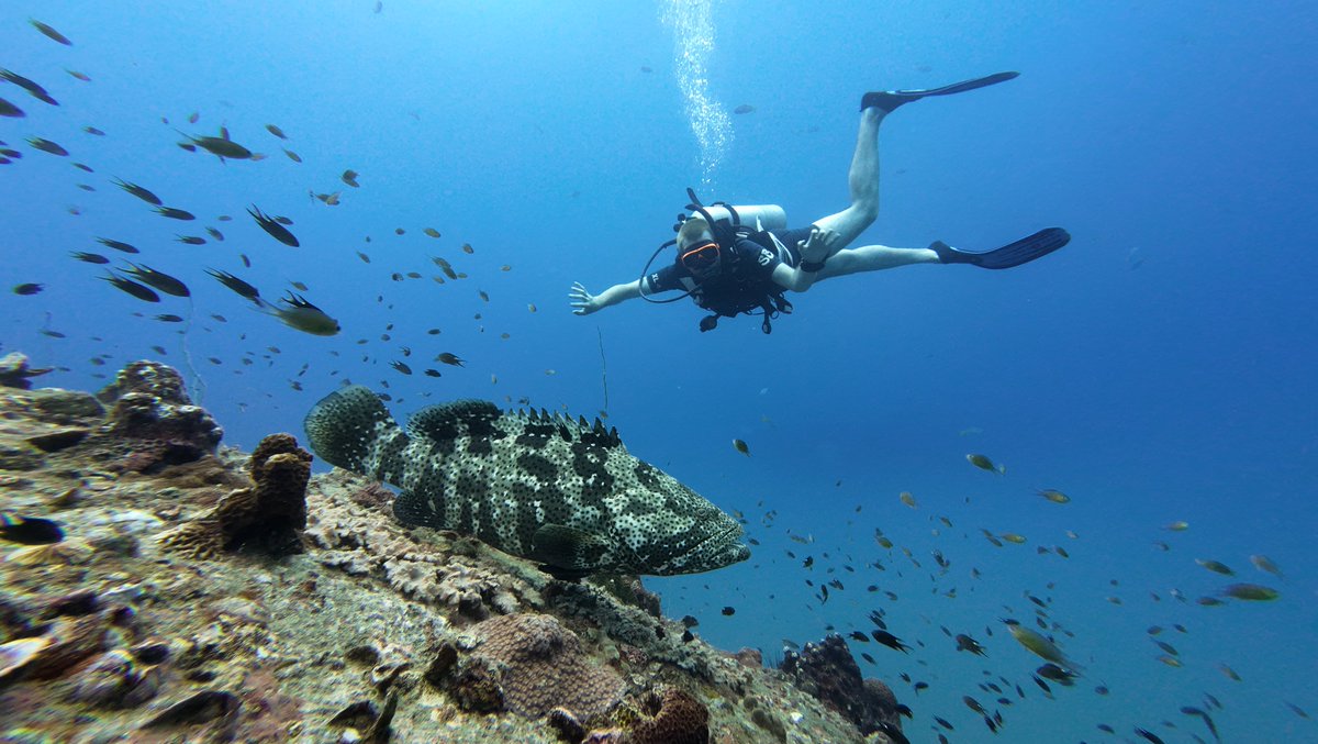 ernesteau_'s tweet photo. Certified PADI Open Water Diver 😎🤿 https://t.co/c2XNb4pfct