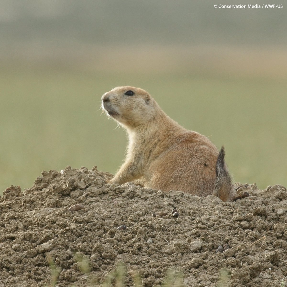 It’s the International Day for Biological Diversity! Biodiversity is all the different kinds of life you’ll find in one area—the variety of animals, plants, fungi, and even microorganisms like bacteria that make up our natural world.