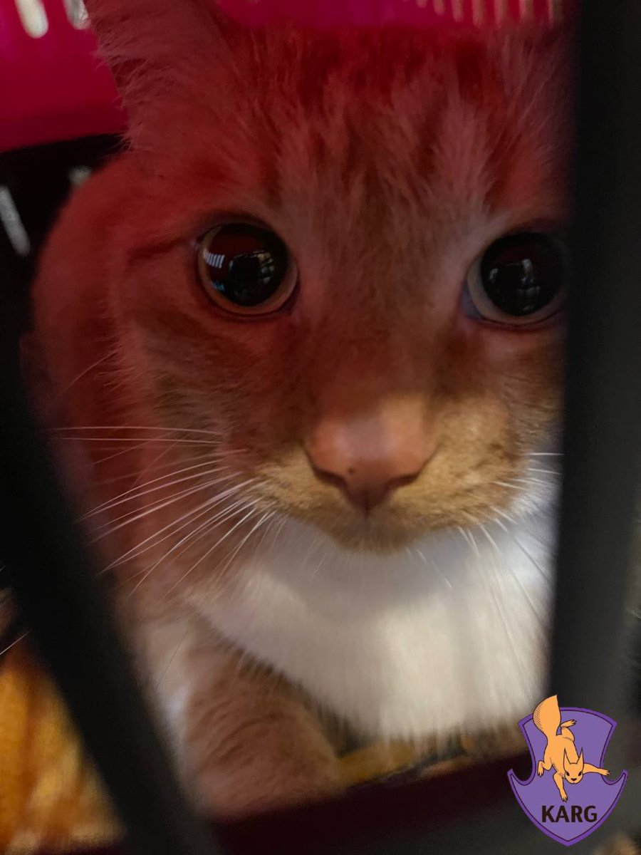 karg_ua's tweet photo. The mischievous ginger cat squeezed into the ventilation and fell to the bottom of the duct. The neighbors allowed a hole to be made in their wall to rescue the little ginger one from the trap https://t.co/qcB6JKiZKD