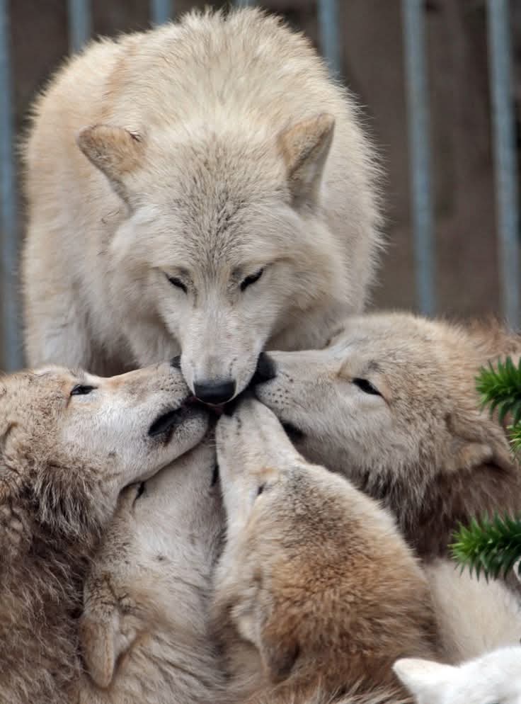 wolf_loverstown's tweet photo. A great photography ❤️🐺🥀🙏 https://t.co/vzlPZY70lR