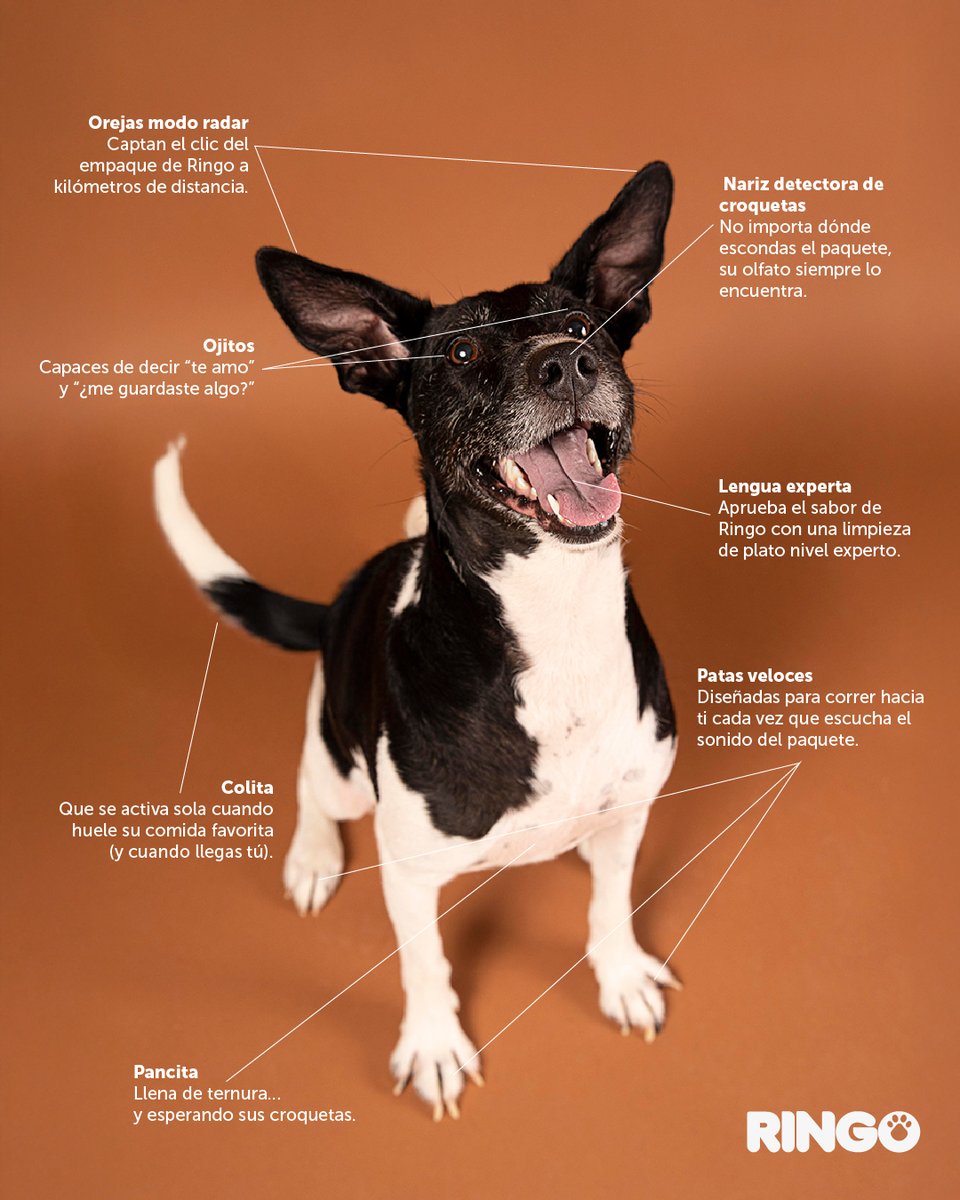 Así está formado un ringo: con olfato afilado, oídos atentos y amor por el buen alimento. 🐶❤️