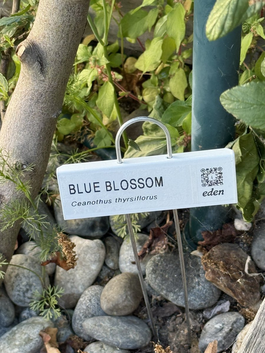 who’s doing these (renegade?) plant tags around SF? (The QR codes don’t work)