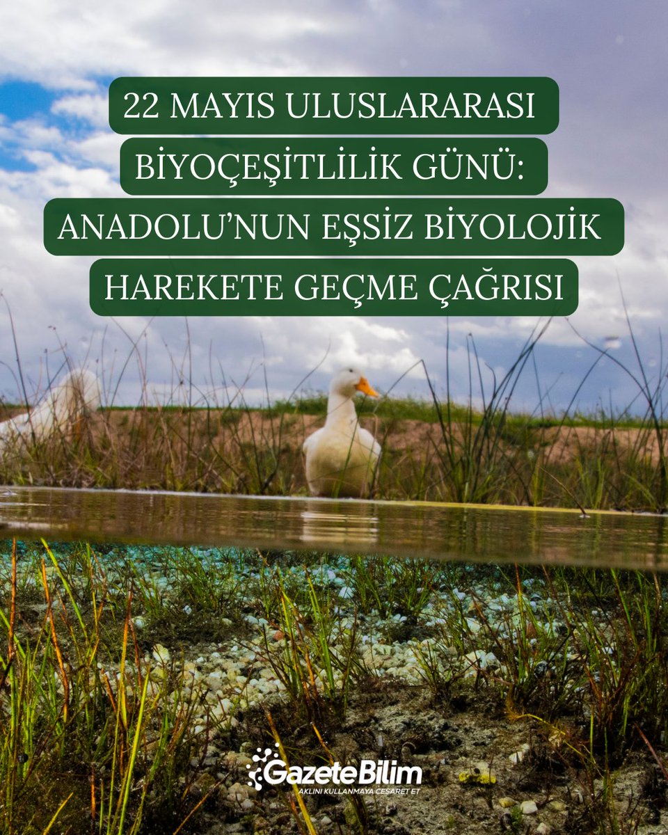 📍22 Mayıs Uluslararası Biyoçeşitlilik Günü: Anadolu’nun eşsiz biyolojik çeşitliliğini korumak için bir harekete geçme çağrısı

🗨Anadolu, dünyanın en zengin biyolojik çeşitliliğe sahip bölgelerinden biri. Ancak bu eşsiz miras, iklim krizi, habitat kaybı ve uzman eksikliği gibi