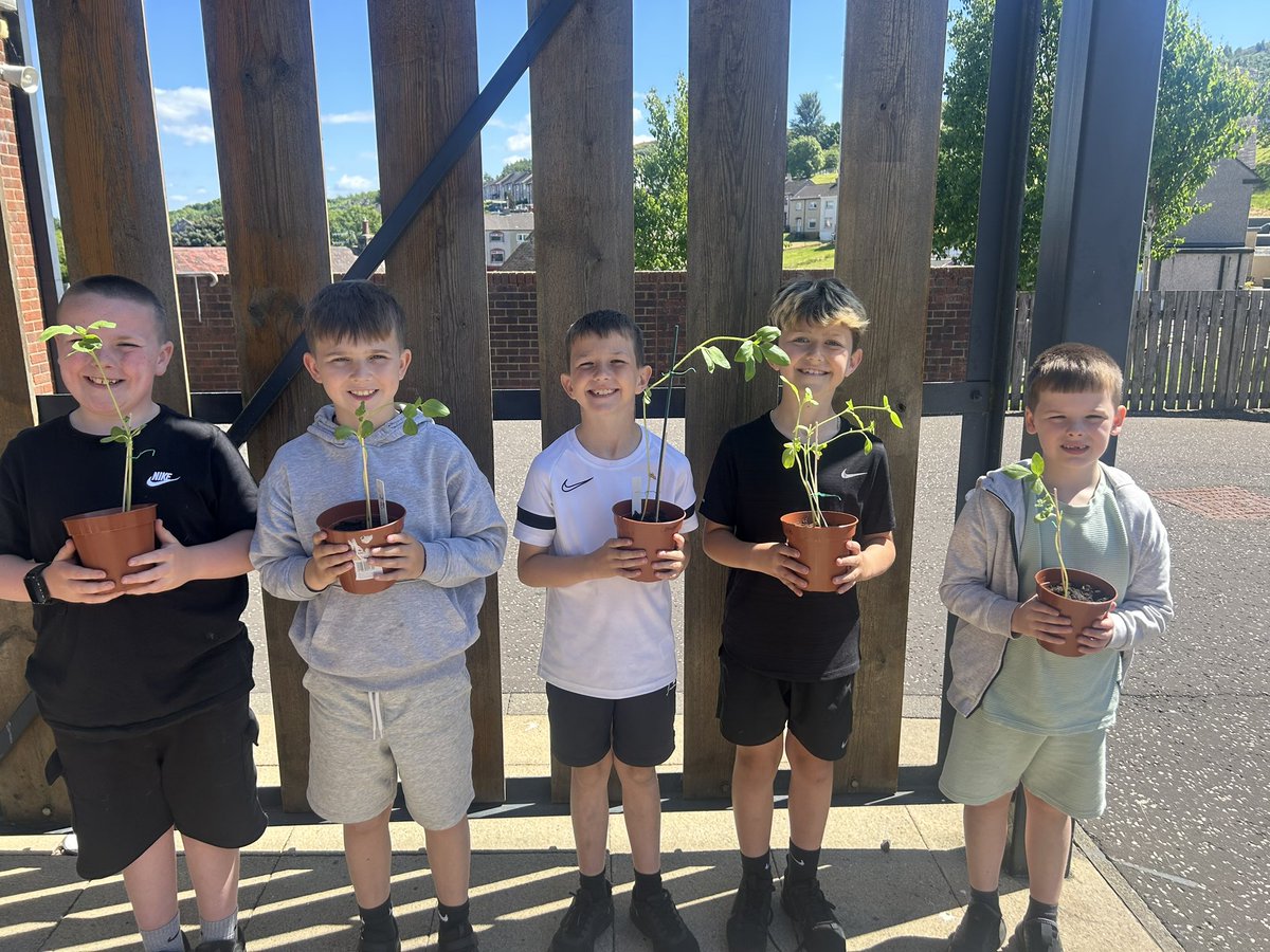 ASPMissM's tweet photo. Proud of our super sunflowers🌻  Time for the boys and girls to take full responsibility for them at home!  @MissCInverclyde https://t.co/U61np0H6yg