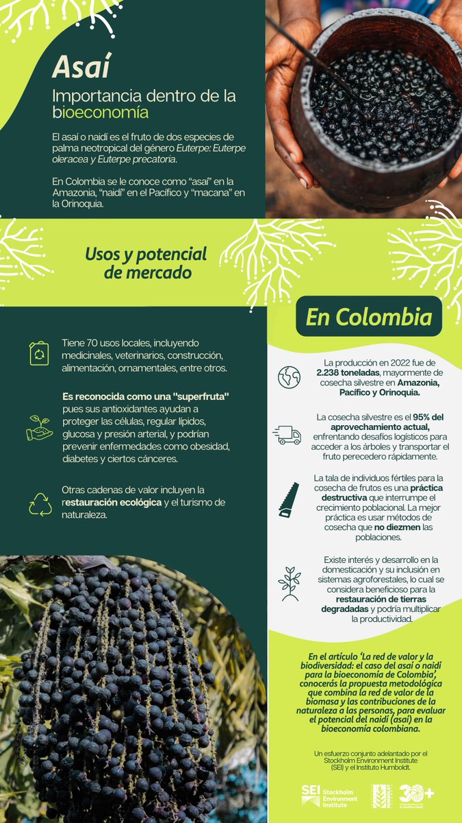 SEI en Español (@seienespanol) on Twitter photo El #asaí o naidí es ampliamente conocido por su uso alimentario, pero tiene gran potencial para la #bioeconomía.
Junto a <a href="/inst_humboldt/">Instituto Humboldt</a> analizamos su cadena de valor, mapeando hasta 70 usos en comunidades de #Colombia.
Lee la publicación👉buff.ly/iif7Qy0 El #asaí o naidí es ampliamente conocido por su uso alimentario, pero tiene gran potencial para la #bioeconomía.
Junto a <a href="/inst_humboldt/">Instituto Humboldt</a> analizamos su cadena de valor, mapeando hasta 70 usos en comunidades de #Colombia.
Lee la publicación👉buff.ly/iif7Qy0