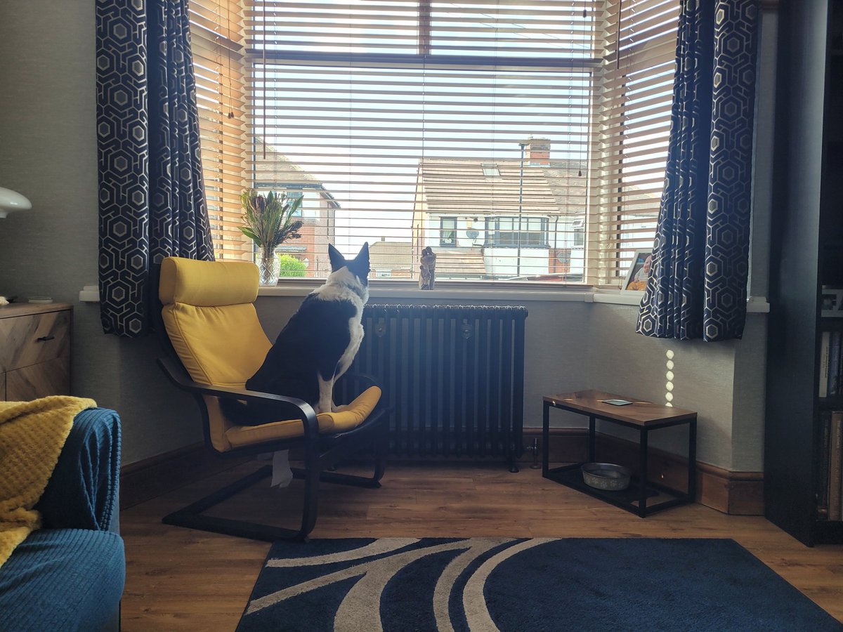 I can report all is clear 👀🐾🖤🤍