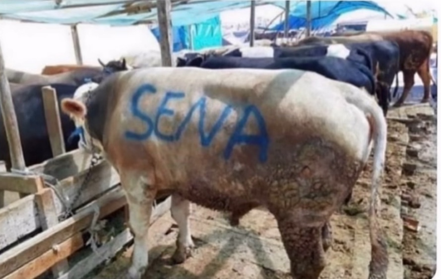 Kırıkkale Geyik tweet media