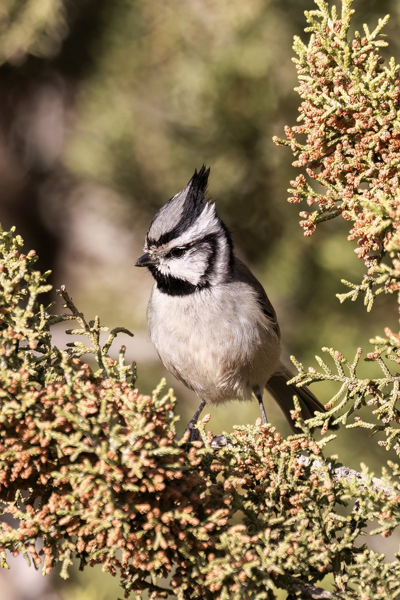Bridled Titmouse, Arizona #birdphotography #BirdsOfTwitter #birdwatching #BBCWildlifePOTD #nature #NaturePhotography #wildlifephotography #wildlife #TwitterNatureCommunity #twitterbirds #BirdTwitter #naturelovers #BirdsSeenIn2025 #BirdsOfX #NatureLovers #natureworld