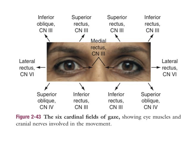 Extraocular muscles