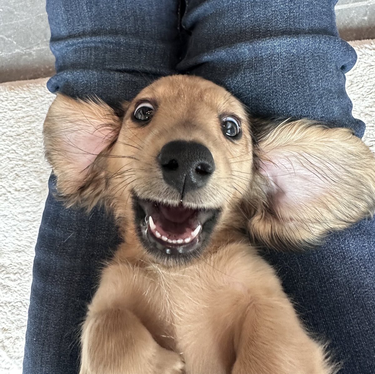 Uno says good morning everyone! #yeg #dogsoftwitter