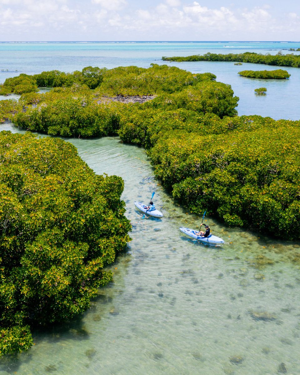 Paddling through paradise 🌿🌊
Celebrating the International Day of Biodiversity in the heart of Mauritius’ mangroves
#FSMauritius #BiodiversityDay #HarmonyWithNature #Conservation