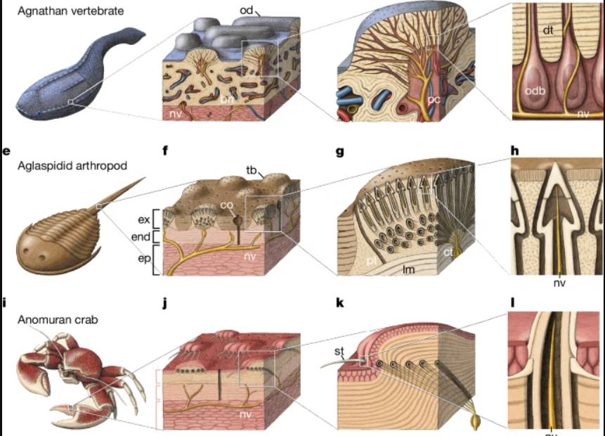 PaleontologieFr's tweet photo. Les dents🦷 sensibles, un héritage de 500 Ma !
Les #arthropodes et les premiers #vertébrés ont évolué indépendamment en développant des solutions sensorielles similaires pour répondre au même problème biologique et écologique.
📰https://t.co/oHNfeozHIk
https://t.co/WF5HAE5L65 https://t.co/s3qZO0GSXm