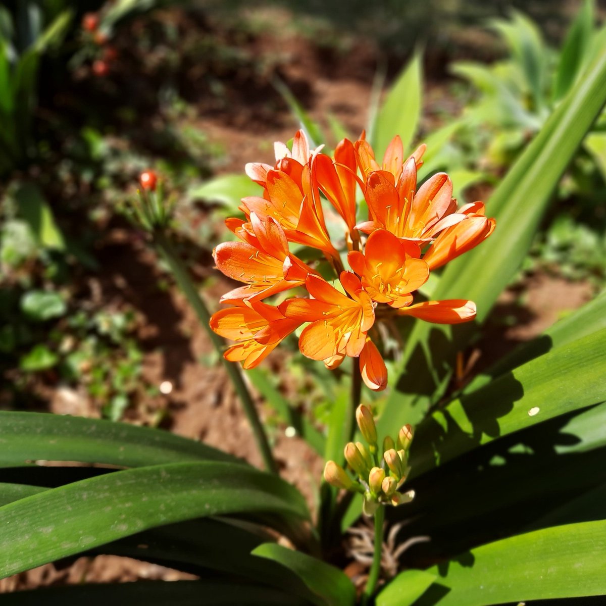 You have to admit that God is a beautiful artist 

#nature #flowers #pictures #photography