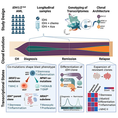 Iannis Aifantis (@iannisaifantis1) on Twitter photo Excited to share with all our latest work on the use of single cell tools in following IDH mutant AML patients during their treatment! Out today <a href="/CellStemCell/">Cell Stem Cell</a> !! An amazing collaboration with <a href="/AkEisfeld/">AK Eisfeld</a> & <a href="/PapaemmanuilLab/">Elli Papaemmanuil, PhD</a> & <a href="/landau_lab/">Dan Landau</a> !!! Driven by the impressive <a href="/MariaSirenko/">Maria Sirenko</a> Excited to share with all our latest work on the use of single cell tools in following IDH mutant AML patients during their treatment! Out today <a href="/CellStemCell/">Cell Stem Cell</a> !! An amazing collaboration with <a href="/AkEisfeld/">AK Eisfeld</a> & <a href="/PapaemmanuilLab/">Elli Papaemmanuil, PhD</a> & <a href="/landau_lab/">Dan Landau</a> !!! Driven by the impressive <a href="/MariaSirenko/">Maria Sirenko</a>