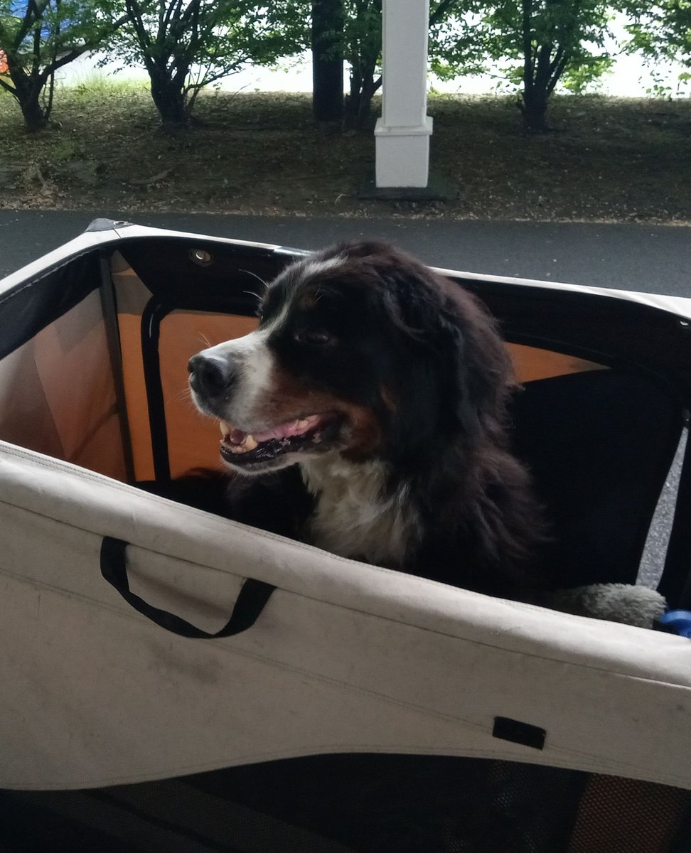 Lexington Transportation Services tweet media