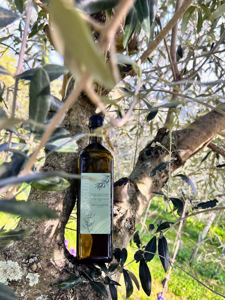 OlivetoButkovic's tweet photo. Naše organsko maslinovo ulje 🌿 dolazi iz netaknute prirode Istre 🇭🇷. Hladno prešano 🫒, bez pesticida i aditiva – samo čista priroda u svakoj kapljici ✨. Bogato antioksidansima 💚, poboljšava okus hrane 🍽️ i tvoje raspoloženje 😊. Osjeti razliku i uživaj u zdravlju iz prirode! https://t.co/Pu98zmK14q