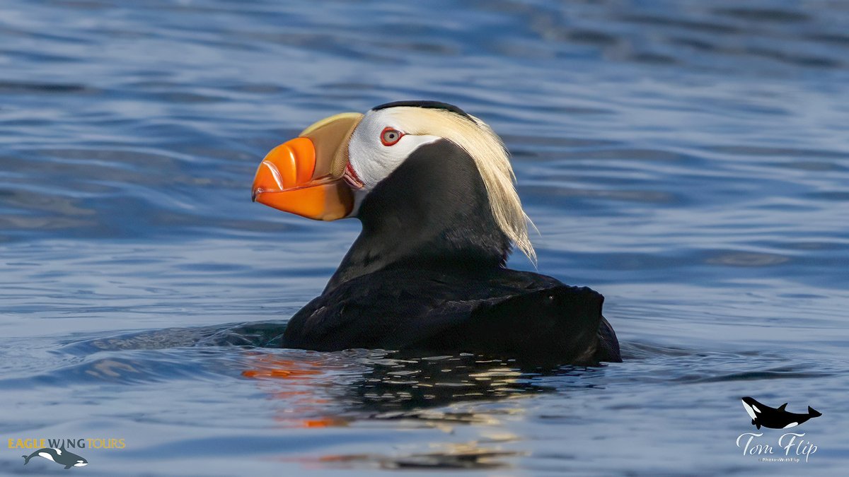 eaglewingtours's tweet photo. It’s puffin time! This tufted puffin is all decked out for the 2025 breeding season, with its bright orange-red beak, red-rimmed eyes, and…those magnificent blonde head plumes!
Tomis Filipovic Photography
#Wild4Whales #TuPu #Puffin https://t.co/bvownOfOuW