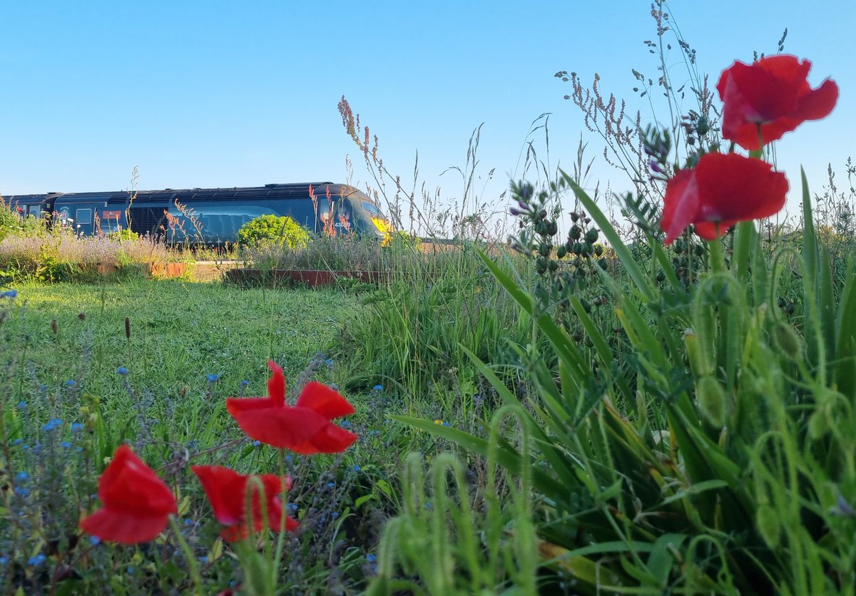Routes of Remembrance ππΈπ’πΈβοΈπΈππΈ (@rememberoutes) on Twitter photo Today at Routes of Remembrance HQ not only are our Poppies at the Veterans Halt flowering under the <a href="/BritishArmy/">British Army π¬π§</a> & Lest we forget flags to remember the 110th anniversary of the tragic Quintinshill rail disaster, but a poppy has seen fit to grow on the tracks!
#LWF #WWI Today at Routes of Remembrance HQ not only are our Poppies at the Veterans Halt flowering under the <a href="/BritishArmy/">British Army π¬π§</a> & Lest we forget flags to remember the 110th anniversary of the tragic Quintinshill rail disaster, but a poppy has seen fit to grow on the tracks!
#LWF #WWI