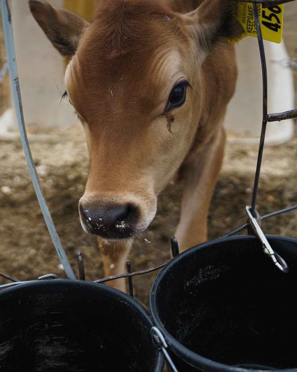 UNH Ag Research tweet media