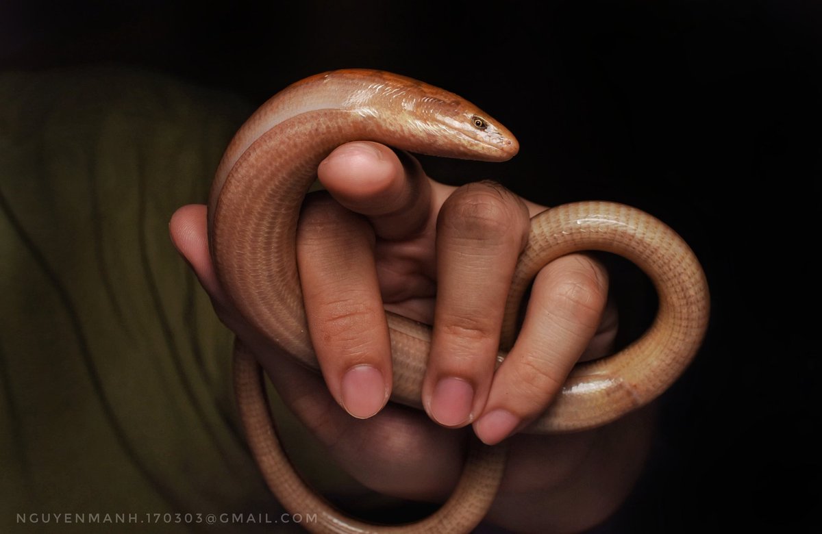 MnhNguynv5's tweet image. This is a lizard, not a snake.
Legless lizard from northern Vietnam