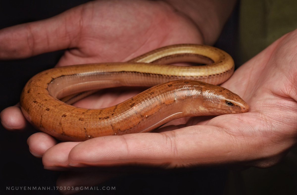 MnhNguynv5's tweet image. This is a lizard, not a snake.
Legless lizard from northern Vietnam