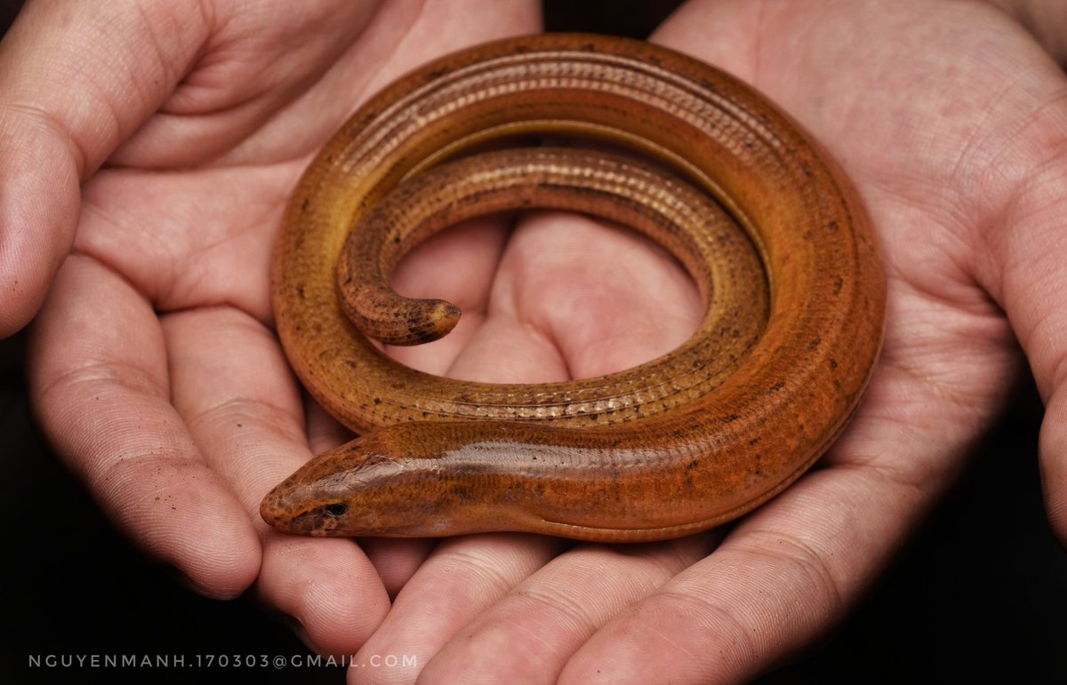 MnhNguynv5's tweet image. This is a lizard, not a snake.
Legless lizard from northern Vietnam