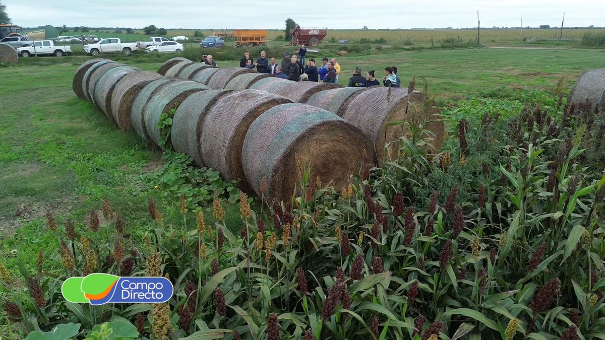 CampoDirecto's tweet image. Arroyito recibió a una jornada técnica organizada por Agrotecnia Soluciones, en la que se hicieron demostraciones de diferentes tecnologías de atado con red en #forrajes, ofreciendo ventajas significativas en la conservación de heno.

campodirecto.com.ar/soluciones-tec…