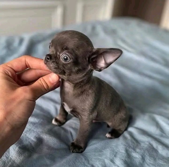 Just Pets 🐾 tweet media