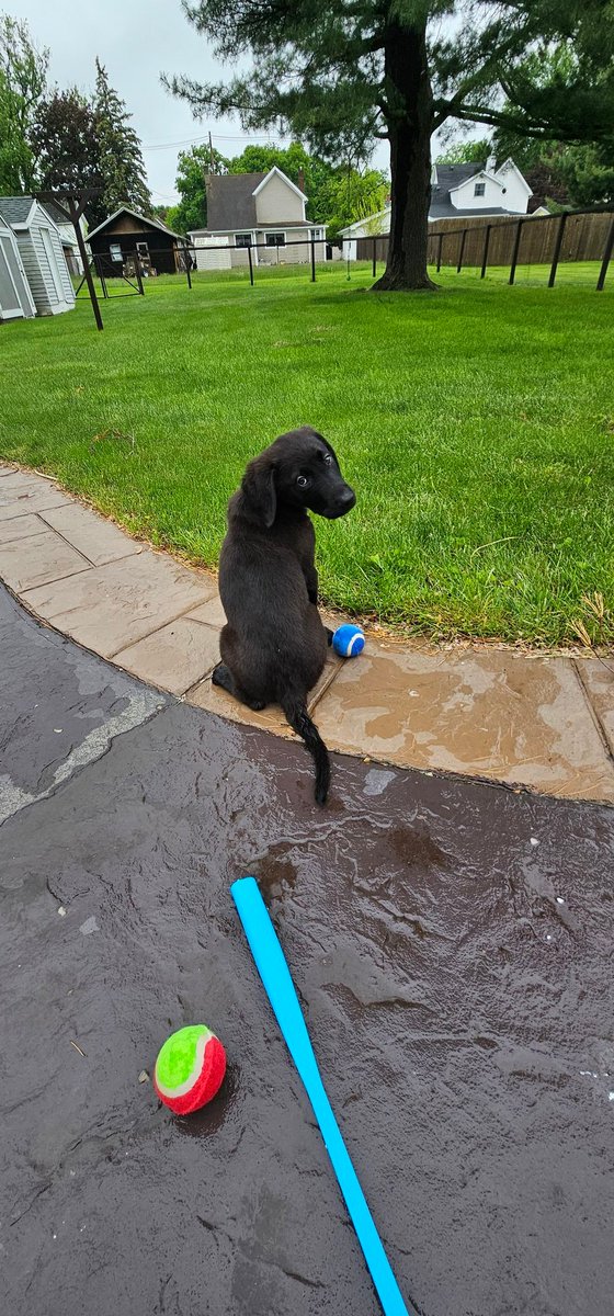 Sprtywarriormsu's tweet photo. A non related racing post for once. Not like I post a ton anymore anyways. However say hello to the newest little man to my house. He is a little hell raiser but so much fun (and work)! Still figuring out a good name for him, but leaning towards obsidian, Sid for short. https://t.co/nirKnEq1eN