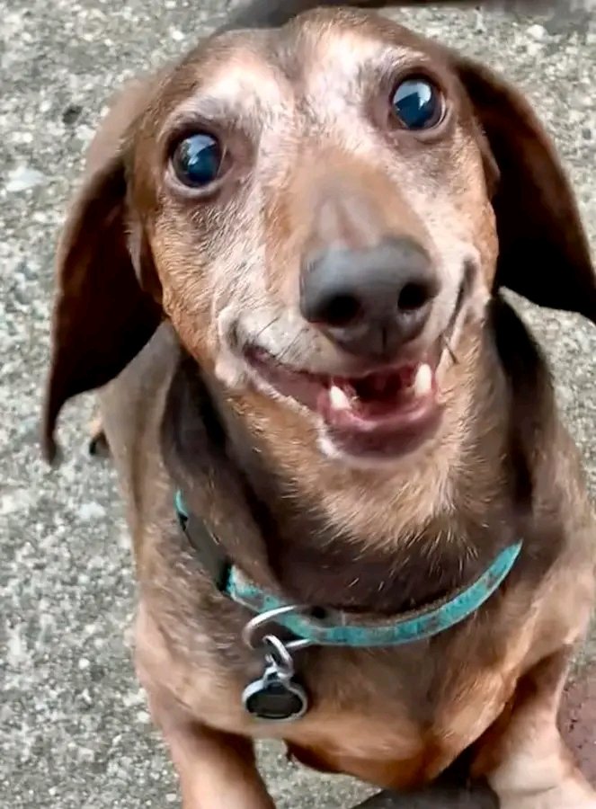 Just Pets 🐾 tweet media