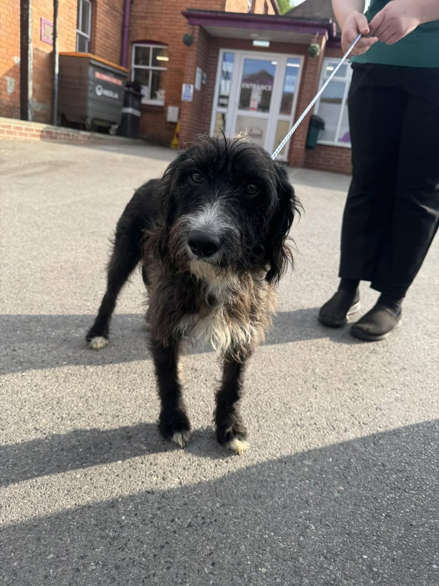 Animal Adoptions UK 🐕‍🦺🐈🐎❤️ tweet media