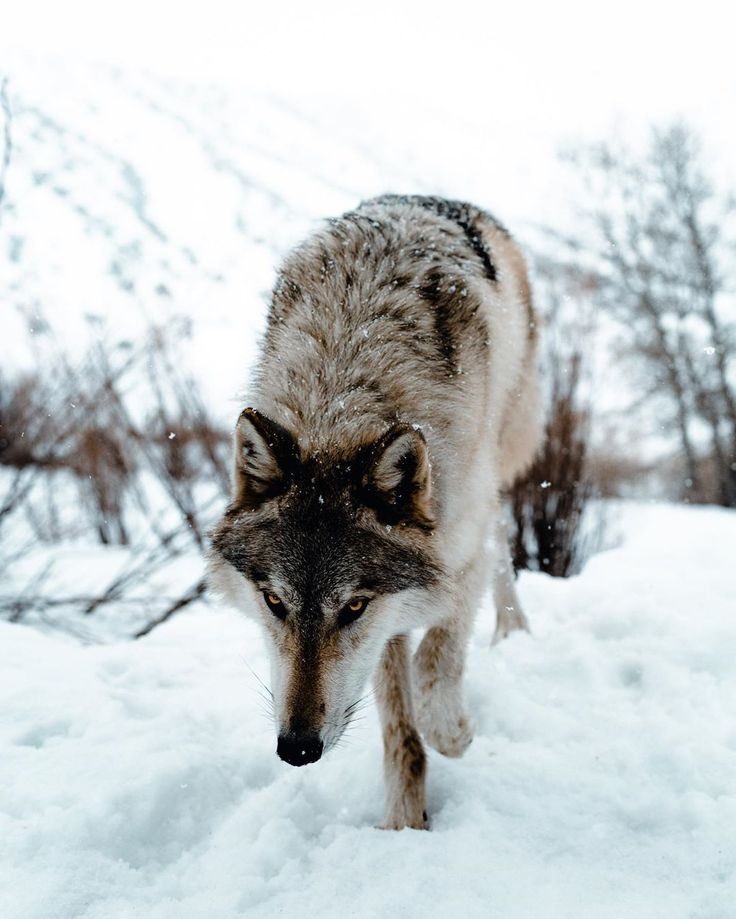 Wolf (@wolflope) on Twitter photo 