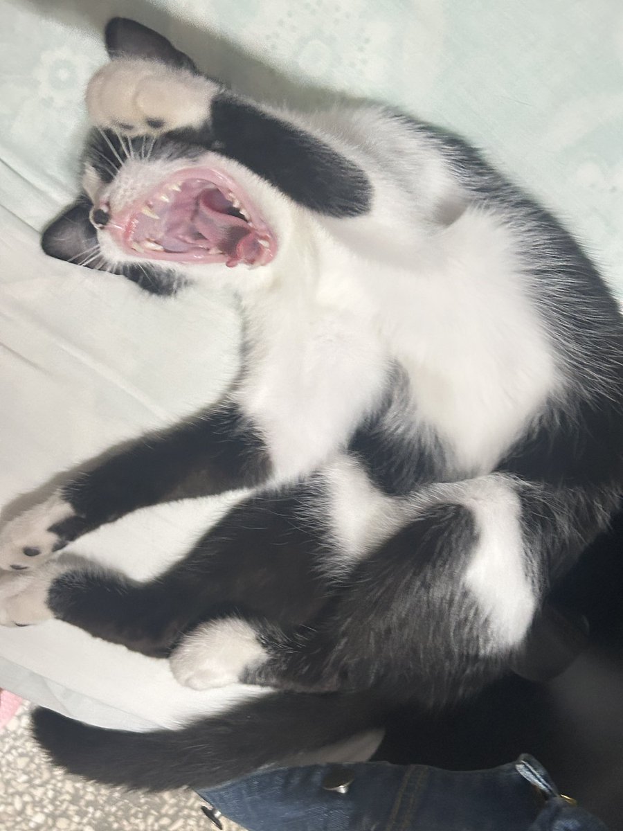 Ustedes no lo saben pero ella dijo clarito: Sáquenme de Cuba p*ngaaaaaaaaaaaaa