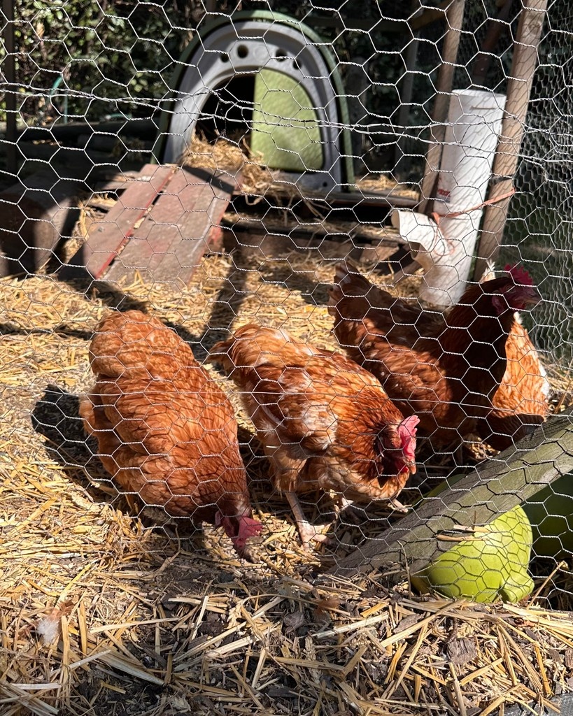 stmichaelsb21's tweet image. Farm life is even more glorious in the sunshine! #UrbanFarm #SchoolFarm #WeAreStMikes