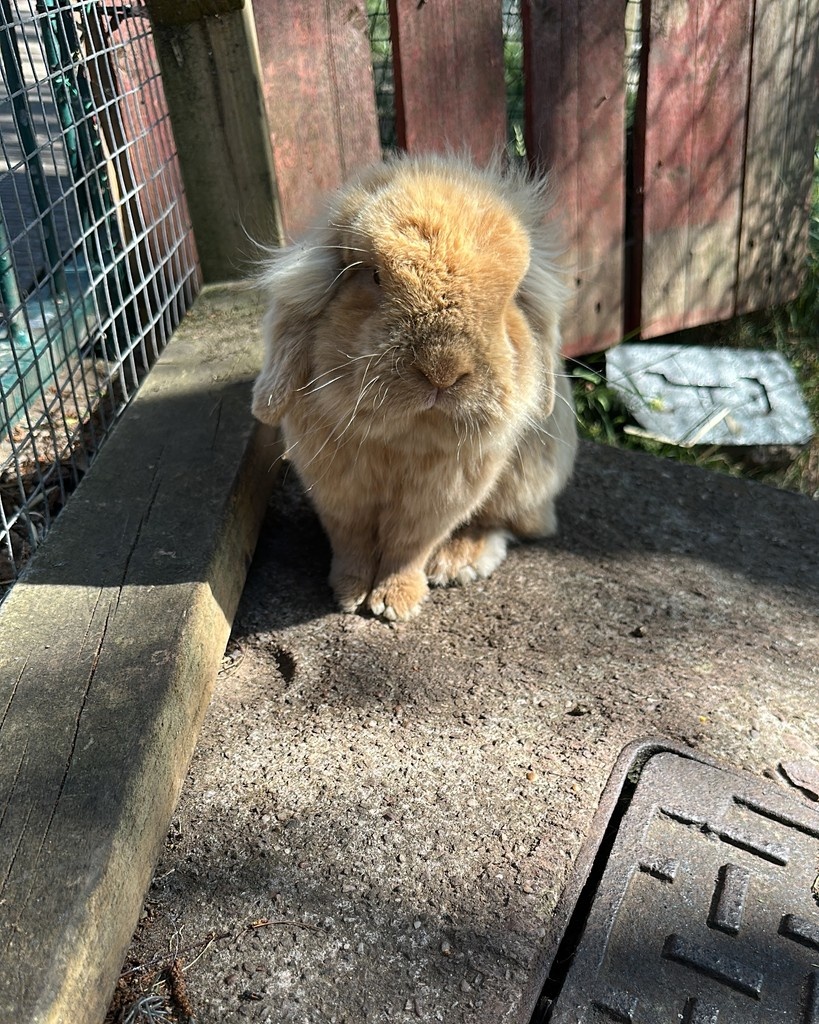 stmichaelsb21's tweet image. Farm life is even more glorious in the sunshine! #UrbanFarm #SchoolFarm #WeAreStMikes